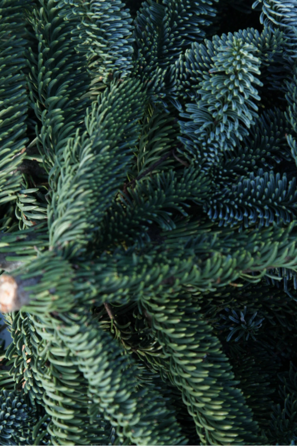 Гілка Нобіліс до 1 метра