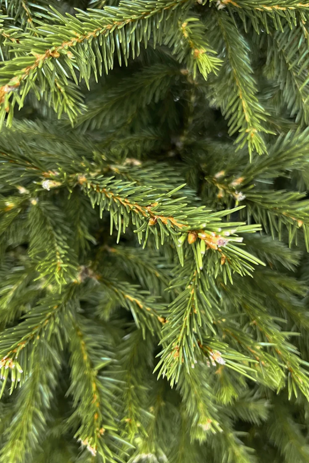 Гілки ялини натуральні довжиною до 1 м.