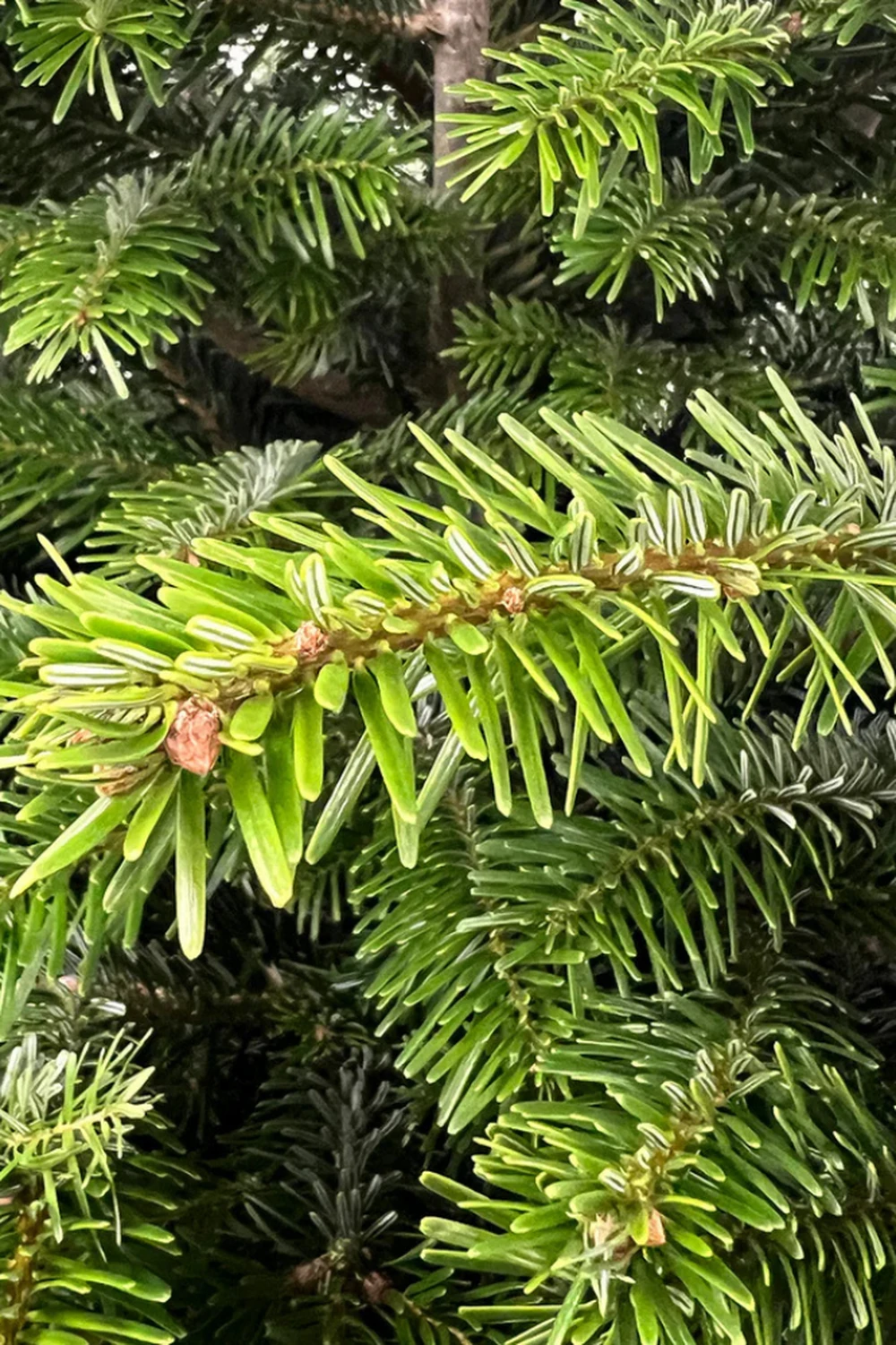 Ялина &quot;Нордмана&quot; в горщику