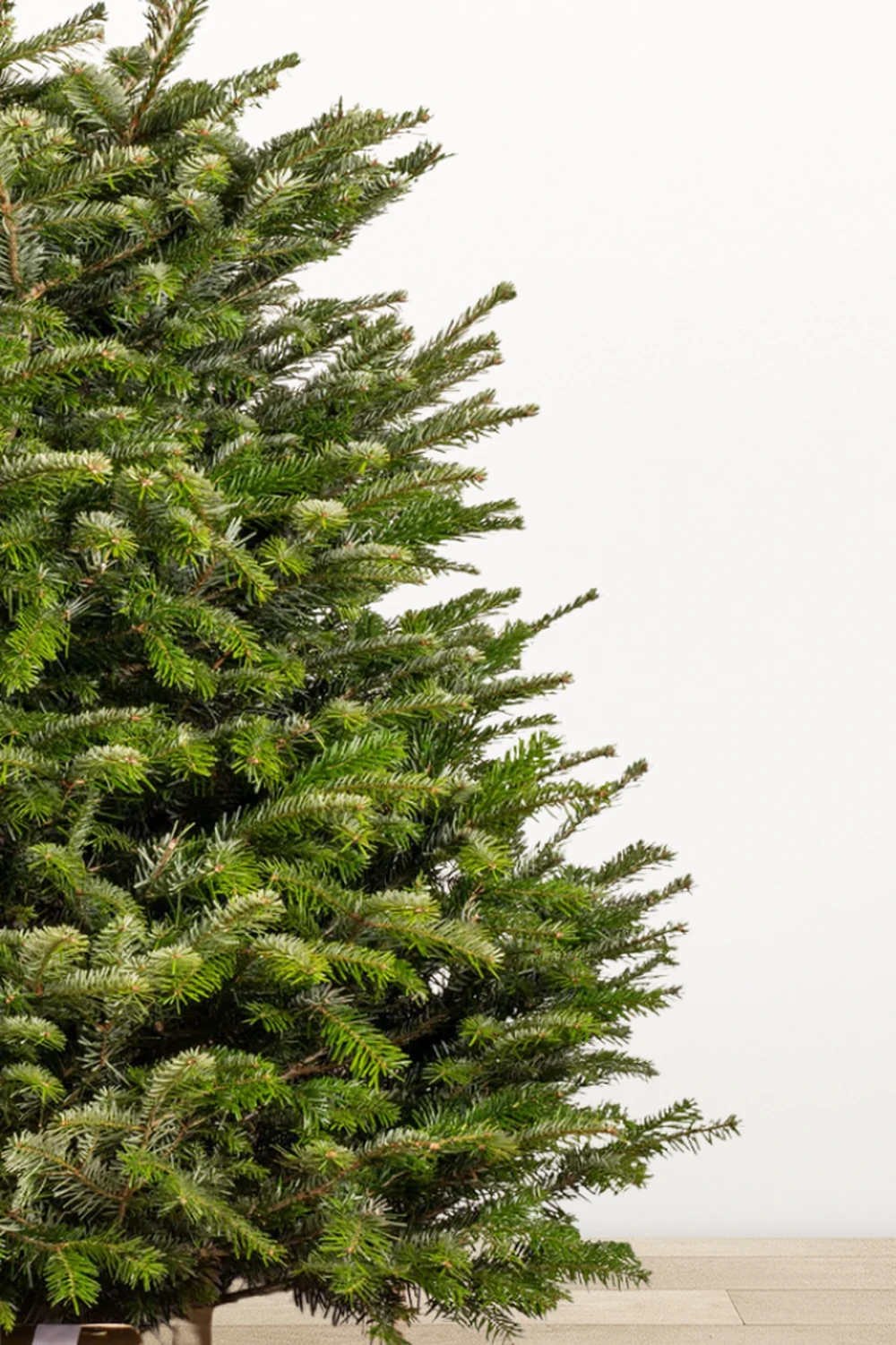 Піхта &quot;Нордмана&quot; VIP