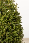 Ялина "Європейська" в горщику 100-150 см. - 2