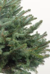 Ялина &quot;Блакитна&quot; в горщику 100-150 см. - 2
