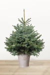 Ялина &quot;Блакитна&quot; в горщику 100-150 см. - 1