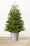 Ялина &quot;Нордмана&quot; в горщику - 1