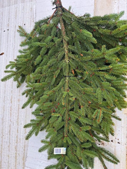 Гілки ялини натуральні довжиною до 1 м.