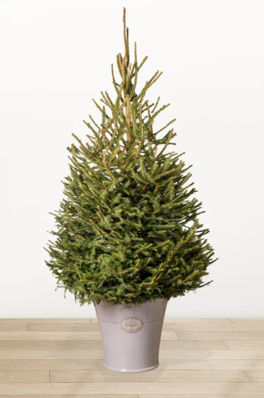 Ялина "Європейська" в горщику 100-150 см.